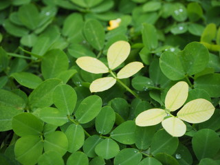 clover leaves on green background.Yellow grass. Green grass background. Arachis pintoi in the garden. Geraldo Pinto, Pinto Peanut (Arachispintoi cv. Amarillo), Leguminosae-Papilionoideae. 