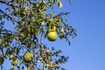 Harvest ripe tasty pears on a tree in the garden