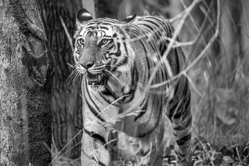 Tiger in the wild