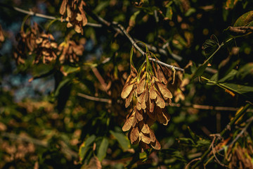 Colorful and wet fallen leaves in autumn season. Autumn background.