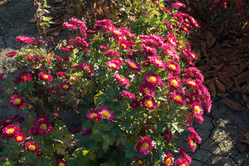 Chrysanthemum bush with deep pink and yellow flowers