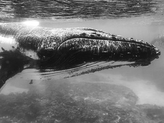 Humback whales, Tonga