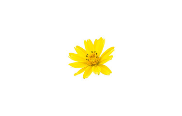 Yellow flowers,Spring background with beautiful yellow flowers isolated on white background with clipping path