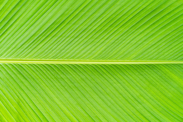 Green banana leaf texture background