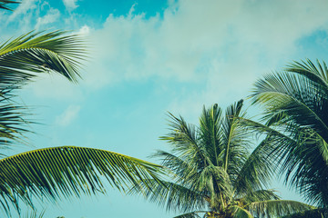 Fototapeta premium Coconut palm tree foliage under sky. Vintage background. Retro toned poster.