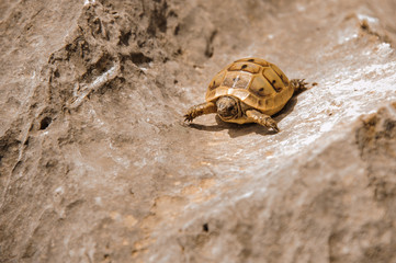 Little brown turtle crawling on the grey rock