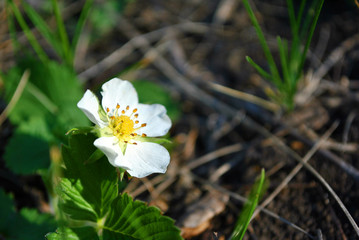 Flower of wild strawberry, growing spring in forest close up macro detail, soft blurry dark green grass background