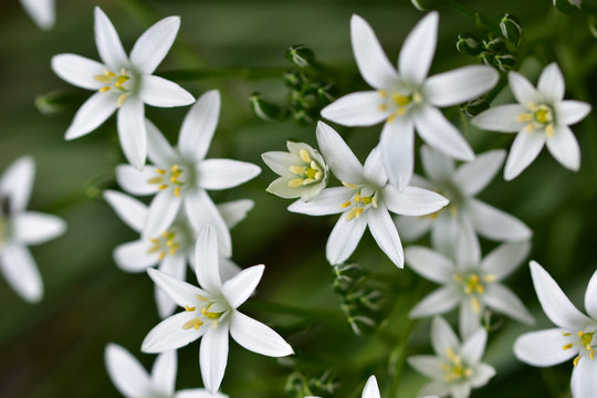 Macro photo of many white small garden flowers on a neutral green background