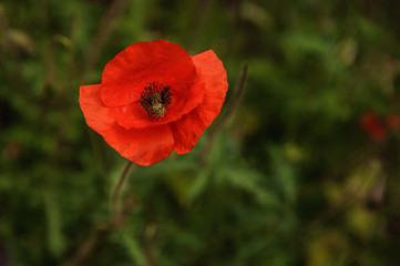Obraz premium Bright color poppy plant growing in the forest