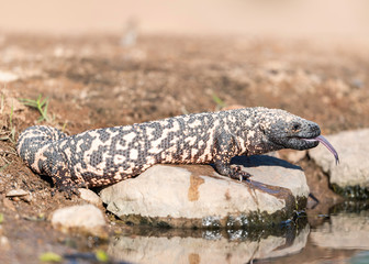 Fototapeta premium Gila Monster Sonoran Desert of Southern Arizona 
