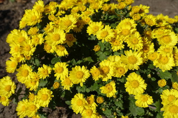 Daisy like yellow flowers of Chrysanthemum in mid October