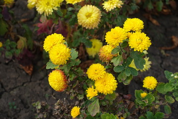 Double flowers of yellow Chrysanthemums in mid October