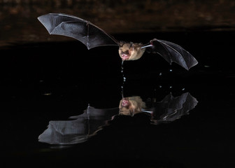 Long eared Myotis Bat at night in Southern Arizona 