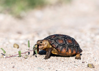 Sonaran Desert Tortoise