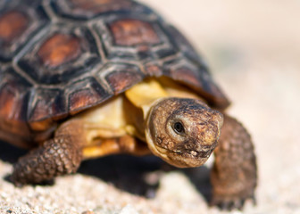 Sonoran Desert Tortoise, Southwest United States, Sonoran desert
