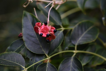 Euscaphis japonica fruits / The contrast between the red berries and black seeds of Eucaphis japonica ripe in autumn is very beautiful.