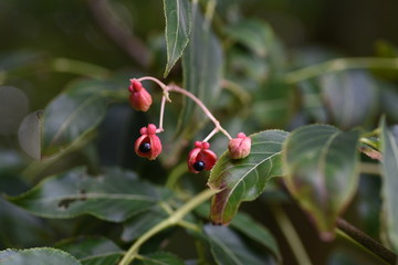Euscaphis japonica fruits / The contrast between the red berries and black seeds of Eucaphis...