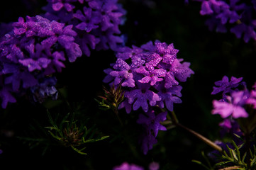 Colorful purple plant growing in the forest