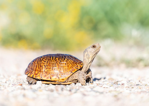 Ornate Box Turtle, in southwestern desert of Untied States