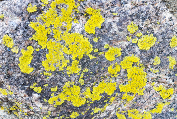Stone surface with yellow lichen
