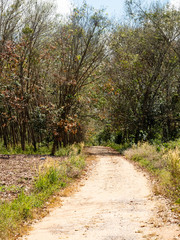 Summer rural forest road way landscape