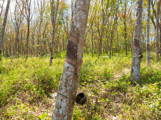 Row of rubber tree