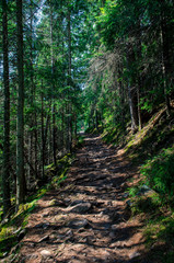 Forest high-altitude stone trail with roots of ancient wild wood