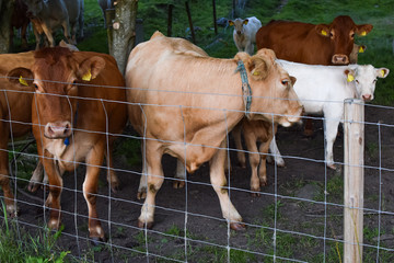 Cows in the pasture behind the fence. Agriculture and livestock in Norway.