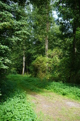 Fototapeta premium Waldweg
