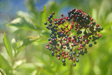 closeup of blue elderberries