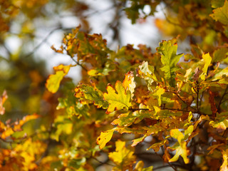 Autumn background bright colorful oak leaves