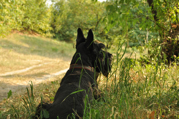 Scottish Terrier sitting in the grass waiting for mom