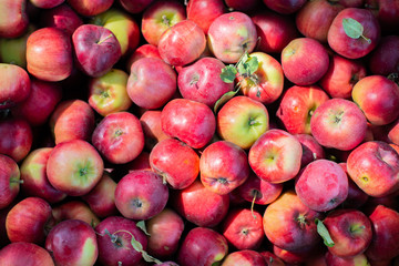 red apples in the market