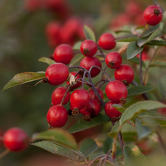rosehip branch with green foliage and ripe red berries