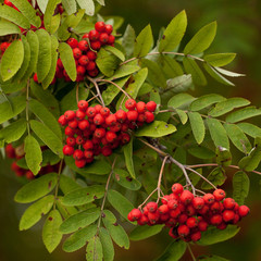 rowan branch with bright red berries