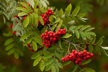 rowan branch with bright red berries