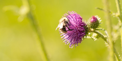 bee collects nectar and pollen from a flower