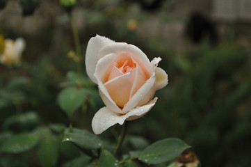 Beautiful cream-colored rose in the garden on a background of green foliage
