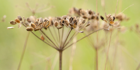 umbrella plant with seeds in an autumn field or in a meadow