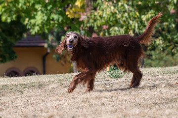 Irish setter runs across the field. Selective focus on the dog