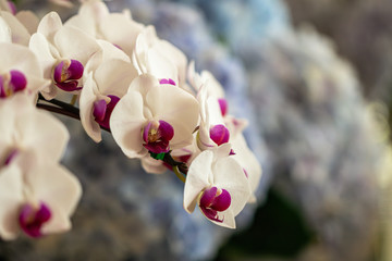 Close up beautiful Phalaenopsis orchids or moth orchid in a garden.