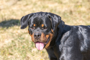 Rottweiler dog on the green grass outdoor