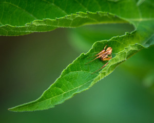Arabesque Orbweaver in a leaf along the nature trail!