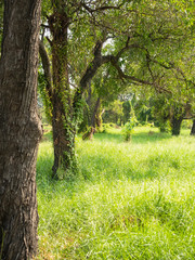  Evergreen forest in Thailand