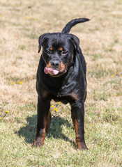 Rottweiler dog on the green grass outdoor