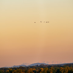 A flock of  migrating geese flies over the Inn river with the alps in the background at sunset