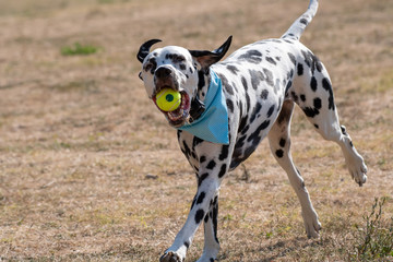 Adorable  Dalmatian dog outdoors in spring. Selective focus