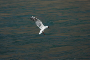seagull in flight