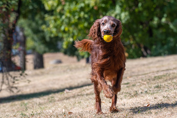 Irish setter runs across the field. Selective focus on the dog