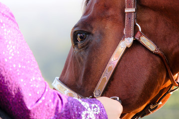 horse at a horse show
